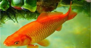 Cara Membuat Akun Wattpad: Platform Menulis dan Membaca Cerita Online