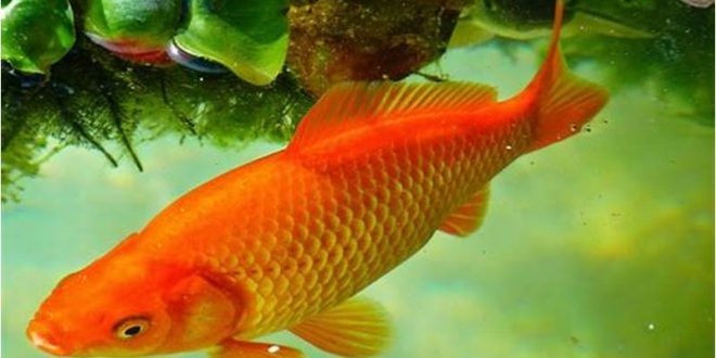 Kenapa Instagram Tidak Bisa Menyimpan Foto?